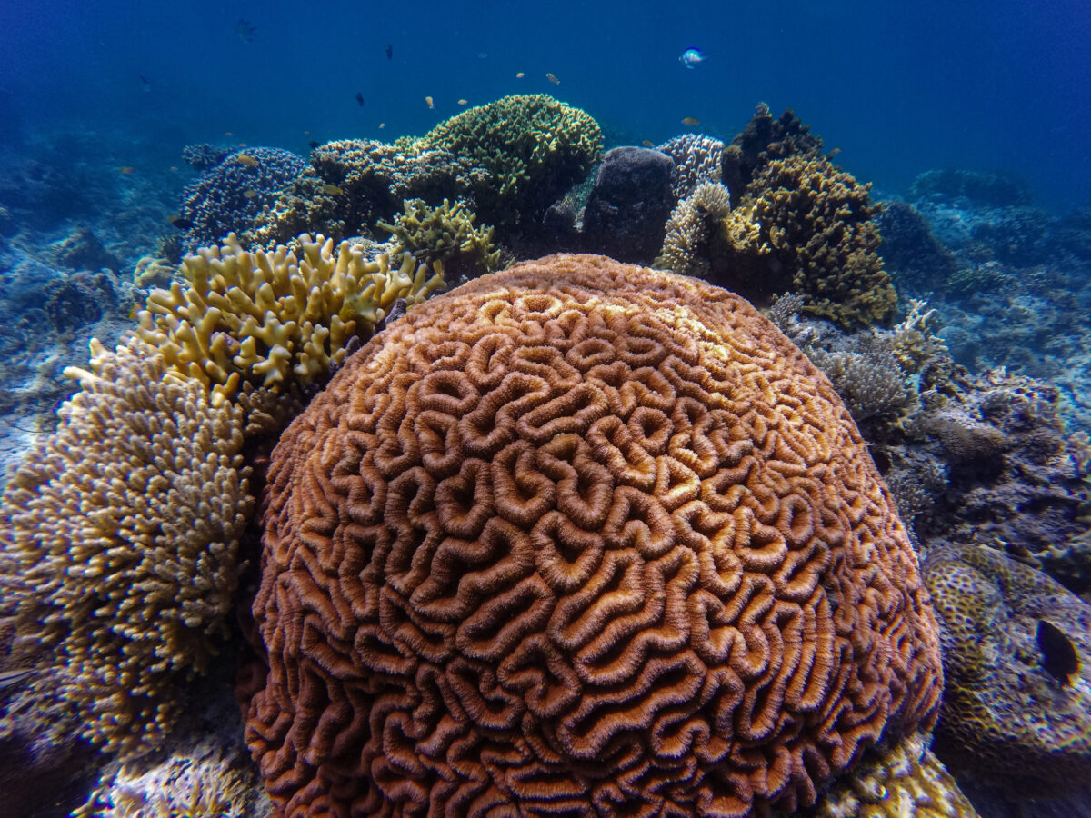 Deep ocean corals